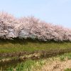 桜咲く桂川にて