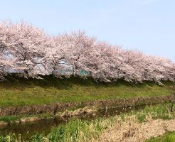 桜咲く桂川にて