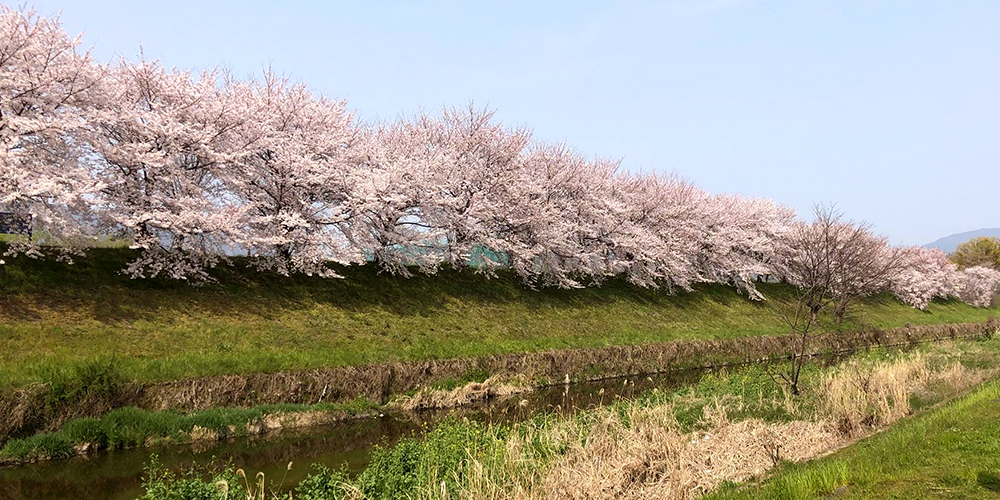 桜咲く桂川にて