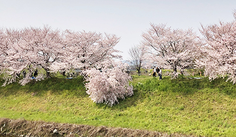 倒れた桜