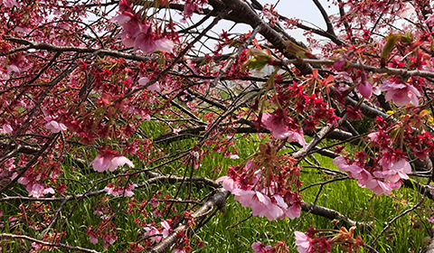 倒れた桜