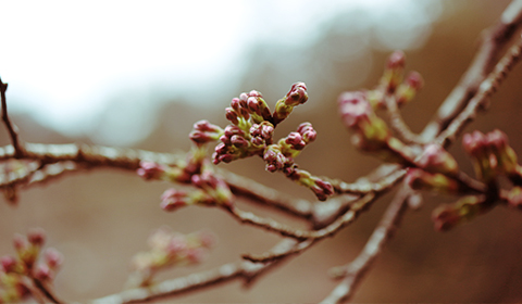 桜の芽もまだまだ